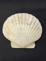 RARE Fossilized SCALLOP Shell From Central Florida - Pliocene Era.