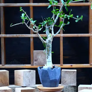 拉米沒藥 Commiphora lamii種子