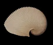 Sea shells Argonauta argo 171.7mm Aquarium Decoration Products