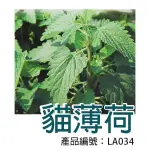 【醬米資材】DIY種子栽種 成就滿滿~荊芥(貓薄荷)