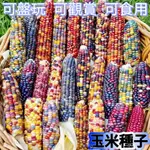 🌼【玉米種子】七彩琉璃寶石玉米 糯玉米 白龍王玉米種子 草莓玉米種子 水果玉米種子 甜玉米 玉米種子 農田庭院種植