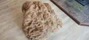Rockleigh Alpacas - Alpaca Fleece - Fawn - Jasper - 1700g