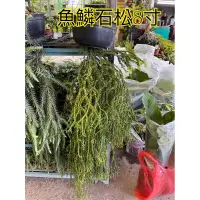 在飛比找蝦皮購物優惠-方方園藝-魚鱗石松8寸, 一棵特價4500元 原價7500