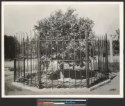 The first orange tree brought to Riverside surrounded by an iron p - Old Photo