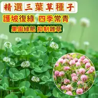 在飛比找蝦皮購物優惠-💥💥進口三葉草種子 多年生 四季常青 白花三葉草 紅花三葉草