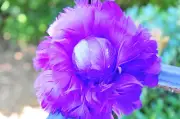 Purple 6 inch Rose Ball/Ornaments/Feather Flower 6 Pieces