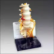 Lumbar Vertebrae w/ Sacrum Anatomical Spine Model
