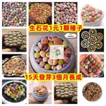 【一個花店】生石花種子 可水培生石花套裝 屁屁花 可愛屁屁花（石頭玉）～多肉植物 番杏科