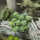 Wedding Decoration DIY Succulents Artificial Plant Fake Flower Land Lotus