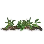 Mini Driftwood Anubias - Assorted 4 Pack For Fish Shrimp Snail Tank Aquarium