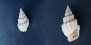 #OO200 Phos Senticosus Linne, Samar Philippines 32.9mm sea snail shell