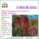 【綠藝家】大包裝00H49.台灣紅藜(彩虹)種子80克(約6萬顆)(未脫殼)