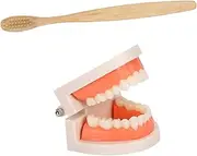 PLAFOPE Tooth Model Kit Care Teeth Model Boys and Girls Teaching Aid Openable Realistic Structure