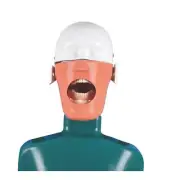 1set Dental Training Manikin Head with Torso Dental Simulators Hygiene Simulator