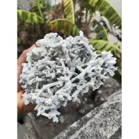 在飛比找蝦皮購物優惠-原始出租珊瑚石水族館裝飾海珊瑚