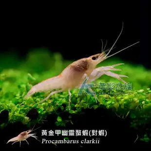【AC草影】黃金甲幽靈螯蝦（對蝦）【一對】FBB01062