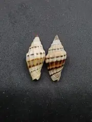 2 x vexillum pilcarium shells. Beach home coastal decor. #11879