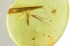 Ant Hymenoptera Fungus gnat Mycetophilidae & Leaf Inclusions Baltic amber #9550