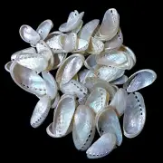 Pearl Abalone Shells Beach Shells For Crafts Art Decor Natural Sea Shell 20 pcs