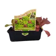 Punnet Lettuce Heirloom Mix - Lactuca Sativa