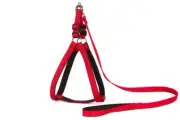 Leash Lead Dog Step-in Harness Set Adjustable Chest Girth 21 “- 24 “ Large