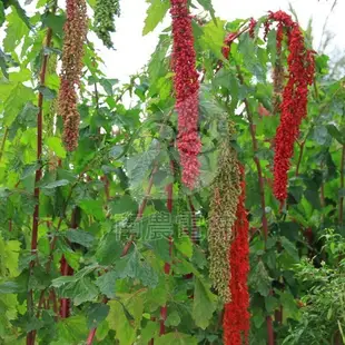 『南農電舖』　台灣紅藜麥　１００％天然鹼性食材　與台東太麻里原住民部落契作　草生栽培