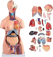 85 Cm Large Human Asexual Torso Model, 23-Part Half Body Breast Anatomy Model with Internal Organs, Anatomical Skeleton Model