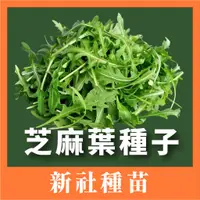 在飛比找蝦皮購物優惠-現貨）芝麻菜種子｜30天可採收｜闊葉種 | 沙拉｜超簡單入門