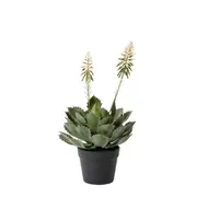 [James Lane] Cactus Flowering Plant Potted - 30cm x 30cm x 56 cm