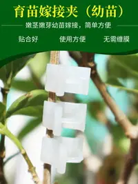 在飛比找樂天市場購物網優惠-西瓜苗嫁接夾小番茄苗西紅柿辣椒黃瓜茄子葡萄苗絲瓜苗秧苗育苗夾