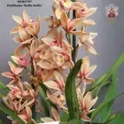 Cymbidium Orchid Clone tube MER3787 Pathfinder 'Softly Softly'