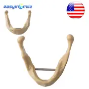 Easyinsmile Dental Lower Jaw Teeth Anatomical Bone Mandible Study Model None Gum