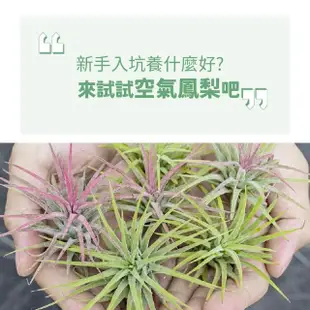 【木頭方程式】陶瓷貓咪小狐尾(空氣鳳梨 植物 不須土即可栽培 生活在空氣中的植物 居家栽培)