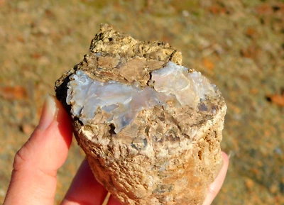 Petrified Wood Fossil Specimen 325g from Wyoming for Lapidary Display Collection
