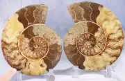 Large Ammonite Pair Great Crystal Cavity 110myo Fossil 192mm XXL 7.6" 4294bb