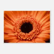 Galrie Stunning Close-Up of a Red Flower - Fine Art Photography, Poster Only, 70 x 100cm (28 x 40inch)