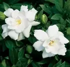 Gardenia Absolute, Gardenia jasminoides, Pure Flower Extract, Perfume, Perfumery