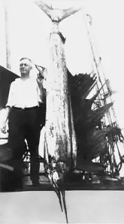 Pacific Sailfish In Panama Bay 1927 Old Fishing Photo