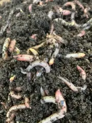 5 Lb European Nightcrawlers compost worms