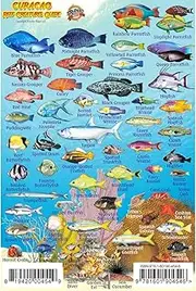 Curacao Reef Creature Guide 4 X 6 Inch