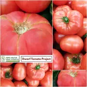 Tomato - Boronia seeds
