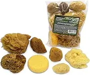 Natural Sea & Synthetic Sponges for Artists Assorted Sizes 7pc Value Pack: Great for Art Painting Ceramics Crafts Clay Pottery & More by Lullingworth
