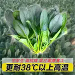 FY蔬菜種子 熱豐 菠菜種子 耐熱 大葉菠菜種籽 夏季抗熱菠菜 原裝基地用種