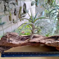 在飛比找Yahoo!奇摩拍賣優惠-空氣鳳梨 Tillandsia albida 阿比達