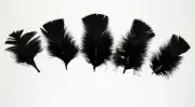 30 Pcs TURKEY PLUMAGE Feathers 2-5" BLACK (Hats/Crafts/Halloween/Costume)
