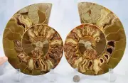 Large Ammonite Pair Great Crystal Cavity 110myo Fossil 180mm XXL 7.2" 4330cc