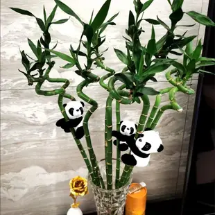 開運竹水培植物招財觀音竹客廳富貴竹室內桌面盆栽帶根熊貓夾子