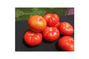 TOMATO 'Beefsteak' seeds - Standard packet (see description for seed quantity)