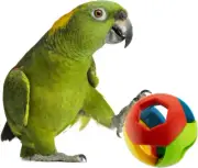 Super Bird Creations Birdie Ball, X-Large, Perfect toy for LARAGE birds