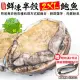 【海肉管家】鮮凍半殼2XL鮑魚共2盒(每盒10-12顆/約1kg±10%)▲第2件送挪威鯖魚x3片